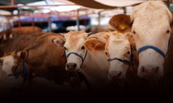 Muğla'da 'şap' alarmı: 11 mahalle karantinaya alındı