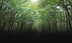 İzmir’de orman sınırları yeniden belirlendi!