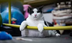 Tartıda 12 kiloyu gören Boncuk, diyet ve pilatesle zayıflıyor