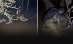 Koyun sürüsü çamura saplandı... 30'u kurtarıldı 2'si telef oldu!