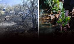 Yamanlar'daki büyük yangının izleri siliniyor: Hayata dönüş!