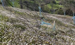 Aydın'da zeytin ve incir ağaçları tahrip edildi: Jandarma inceleme başlattı!