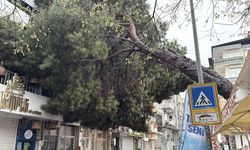Efeler'de devrilen ağaç binada hasara yol açtı