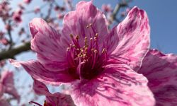 İzmir'de pembe çiçek açan şeftali ağaçları bahçelere renk kattı