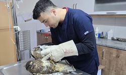 Muğla'da yaralı şahin tedavi altına alındı