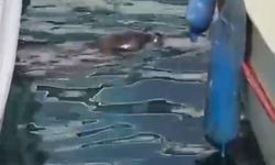 Bodrum'da balıkçı barınağında fok görüldü