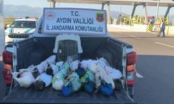 Yolcu otobüsünde 12 tavus kuşu ele geçirildi