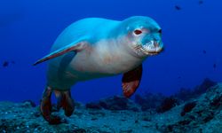 Akdeniz Keşiş Foku için hayati uyarı!