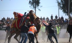 Aydın'da ertelenen deve güreşi festivali yapıldı