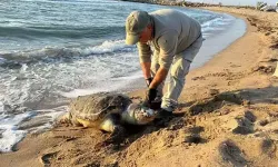 Aynı gün 3 deniz kaplumbağası ölü bulundu