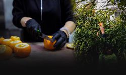 Balçova'da sosyal belediyecilik örneği... Dalında kalan ürünler ihtiyaç sahiplerine!