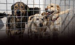 Bornova’da can dostlara büyük destek