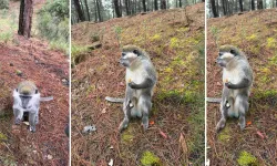Mantar aramak için gittiği ormanda maymun buldu