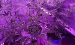 Evinde Hint keneviri yetiştiren şüpheliyi jandarma enseledi!