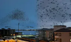 Görenler hayrete düştü: Binlerce karga gökyüzünü kapladı