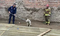 İnşaat temeli için açılan 3 metrelik çukura düştü: Pamuk'u itfaiye kurtardı!
