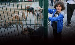 İzmir'de 3 belediyeden can dostlar için örnek iş birliği!