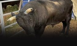 Baktığı boğanın saldırısına uğradı... Kaburgaları kırıldı!