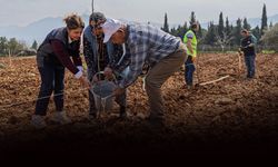 Kemalpaşa'da kesilen cevizlerin yerine umut filizlendi