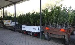 Muğla'da zirai dondan etkilenen üreticilere destek verildi