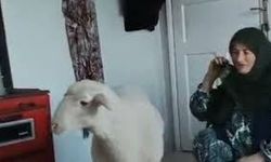 Pakize teyzenin kayıp koyunu Tarçın bulundu!