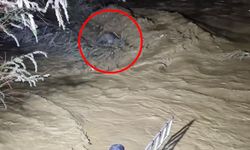 Taşan çayın sularına kapıldı: Ağaç dallarıyla hayata tutundu