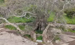 Yürüyüş yaparken bulundu: 2 bin yıllık olduğu düşünülüyor!