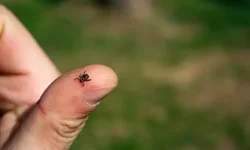 Kene kabusu geri döndü: Doğaya çıkarken bu kurallara dikkat!