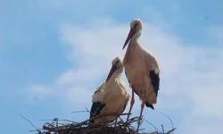 Leylek 'Efe' ile eşi 'Ada' Kuşadası'nda buluştu