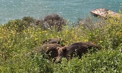 Kuşadası'nda yaban domuzları ilçe merkezine indi