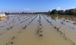 Manisa'da Gediz Nehri'nin taşması sonucu bağlar su altında kaldı