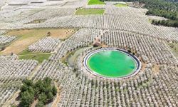 UŞAK - (DRON) Uşak'ta badem ağaçları çiçek açtı