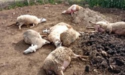Aydın'da kurtların saldırısında 12 koyun öldü