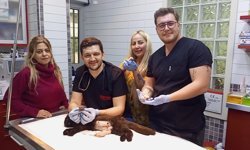 Karnındaki çift başlı ölü yavru sezaryenle alınan kedinin diğer 3 yavrusu kurtarıldı