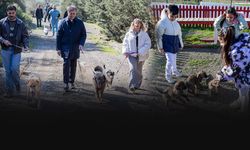 Büyükşehir’den 'satın alma, sahiplen' çağrısı: 3 binden fazla patili dost yeni yuva buldu!