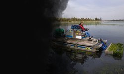 Büyükşehir'den deniz marulu ile yoğun mücadele!