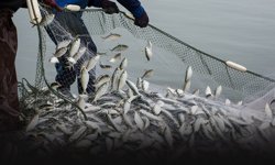 Dünya Ege balığını seçti... İlk çeyrekte 370 milyon dolarlık dev katkı!