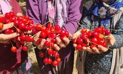 Coğrafi tescilli Demirci kirazında hedef 20 bin ton rekolte