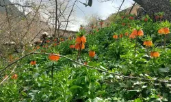 Bu çiçeği koparmanın bedeli 700 bin TL!