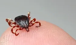 Tokat'ta KKKA hastalığı alarmı... İki kişi tedavi altına alındı