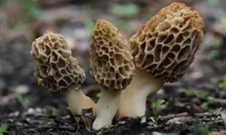 'Fethiye kuzugöbeği mantarı' için coğrafi işaret adımı