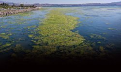 İzmirli Sanayiciden ‘Deniz Marulu’ çağrısı: Biyogaz selüloz ve gıda boyası üretebiliriz!