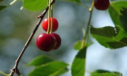 Kiraz üreticilerine sirke sineği tuzağı