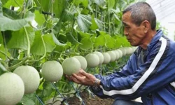 Masaj yaparak yetiştiriyorlar: Tanesi 28 bin TL'den satışa çıktı