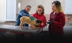 Menemen’den can dostlara rekor düzeyde sağlık hizmeti