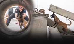 PAKO'dan çıktı enkaz altından hayat kurtaracak... Momo afet eğitiminde!