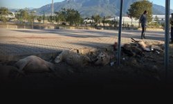 Motosiklet koyun sürüsüne girdi: 8 koyun telef oldu!