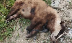 Nesli tehlike altındaydı... Vurularak öldürüldü