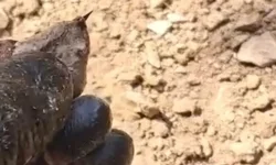Türkiye'nin en zehirli türlerinden biri... O ilde ortaya çıktı!