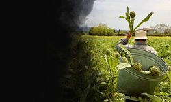 Uluslararası Urla Enginar Festivali için geri sayım!